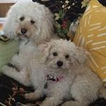 Lynda Long - @lynteriorsdecorating - Instagram
