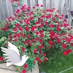Lynda Meyer - @lynda_864833 - Instagram