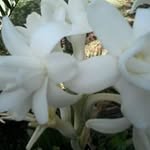 Linda Pace - @linda.pace.125 - Instagram