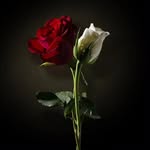 Lynda Ray - @lyndaray8 - Instagram