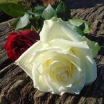 Lynda Lou - @lynda.sinclair.505 - Instagram