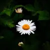 lyndastemple - @lyndastemple - TikTok