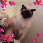 Lynda Townsend - @lynda.townsend - Instagram