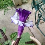 Linda Tyner - @lindaluvsflowers - Instagram