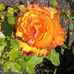 Lynette Bateman - Facebook