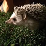 Lynette Bates - @hestia_hedgie - Instagram
