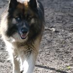 Lynette Blackwell - @naughtydogschool - Instagram