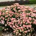 Lynette Bourne - Facebook