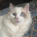 Lynette Caldwell - @terrycrum56 - Instagram