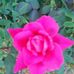 Lynette Caldwell - Facebook