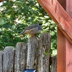 Lynette Parker Carlson - @carlsonsranch - Instagram