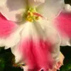 cherryxlynetteu - @cherryxlynetteu - TikTok