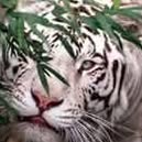Lynette Collins - Facebook
