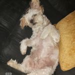 Lynette Corcoran - @lynettecorcoran1234 - Instagram