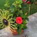 Lynette Curtis - Facebook