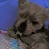 Lynne Curtis528 - @lynnecurtis528 - TikTok