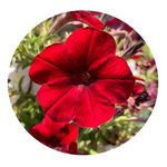 Lynette Dowler - @lynettedowler - Instagram