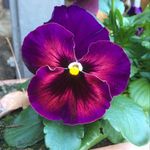 Lynette Dowswell - @lynettedowswell - Instagram