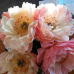 Lynette Ellis - Facebook