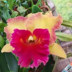 Lynette Farrelly - Facebook