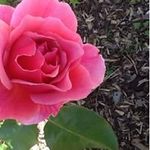 Lynette Goldsworthy - @lynettegoldsworthy - Instagram