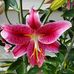Lynette Hart - Facebook