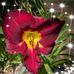 Lynette Hart - Facebook