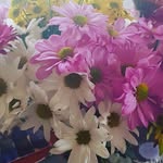 Lynette Johnston - @lynette.johnston.779 - Instagram
