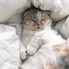 Lynette Kamm - @lynettekamm985 - TikTok