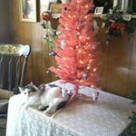 Lynette McCullough - @catgirl1962 - Instagram
