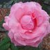 Lynette McCullough - Facebook