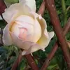 Lynne McDermott - @lynnemcdermott55 - TikTok