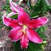 Lynette Mott - Facebook
