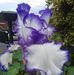 Lynette Norris - Facebook