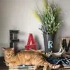 Lynette Odenbach - @lynette.odenbach - TikTok
