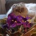 Lynette Paulson - Facebook