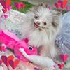 Lynette Pearson485 - @lynettepearson485 - TikTok