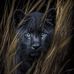 Lynette Pearson - Facebook