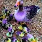 Lynnette Piper - Facebook