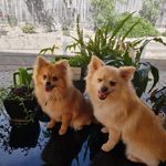 龙纹 - @lynette.porter - Instagram