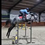 Lynette Richardson - @lynette.sporthorses - Instagram