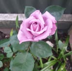 Lynette Rossiter - Facebook