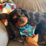 Lynette Schwartz Battles - @nettiebattles - Instagram