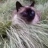 Lynette Stratton852 - @lynettestratton - TikTok