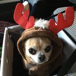 Lynette Summers - @puppywriter.design - Instagram
