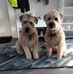 Lynnette Khoo-Summers - Facebook
