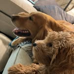 Lynette Vogel - @kenandned - Instagram