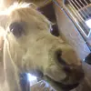 Lynnette Whitehead - @lynnettewhitehead8 - TikTok