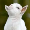 Lynique Johnson - @lynique.johnson - TikTok