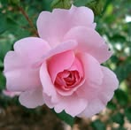 Lynn Abraham - Facebook